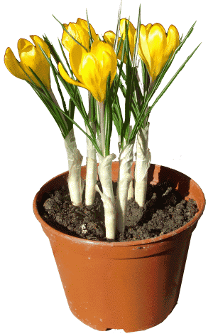 Цветок крокус - шафран