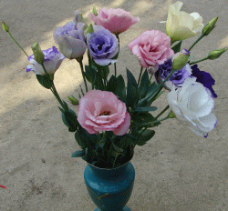 http://flowers-sell.narod.ru/pictures_eustoma/eustoma_7.gif