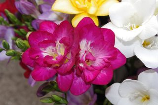 фреезия - цветок разноцветынй махровый