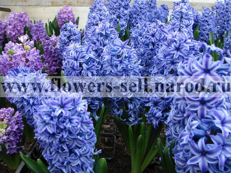 Горшечные цветы к 8 марта - гиацинты