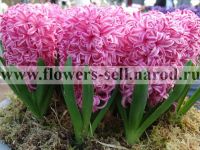 Горшечные цветы гиацинт розовый